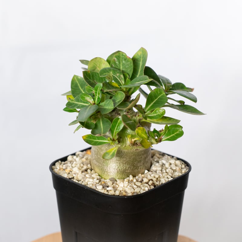 アデニウム アラビカム モンスター Adenium Arabicum Monster 塊根植物