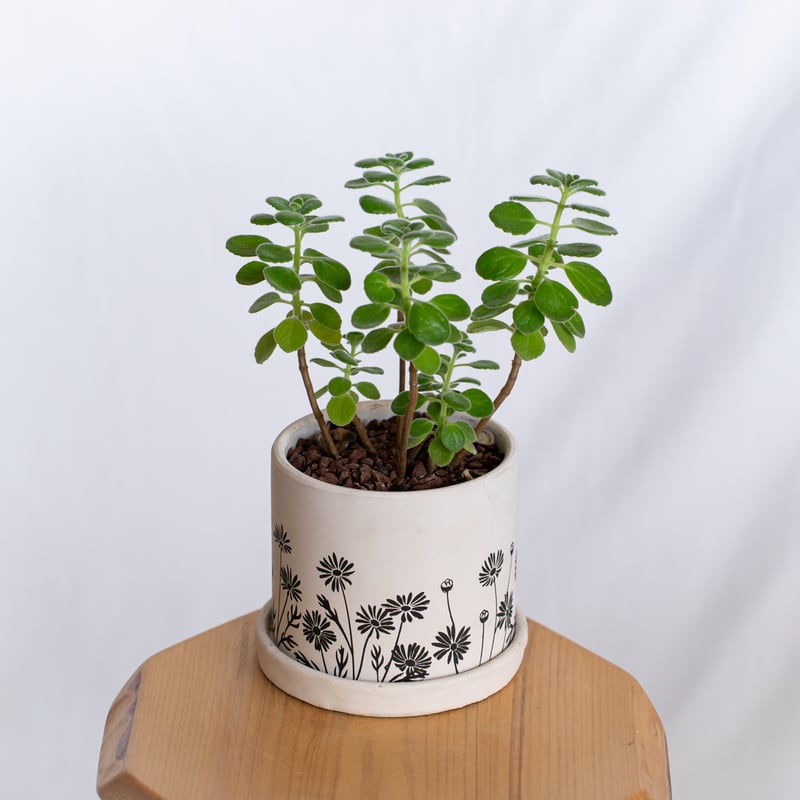 アロマティカス 鉢セット キューバンオレガノ Aromaticus 多肉植物