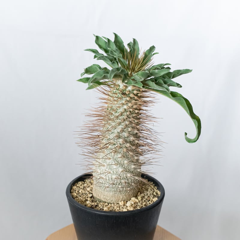 パキポディウム ナマクアナム 光堂 接木 大株 実生 Pachypodium