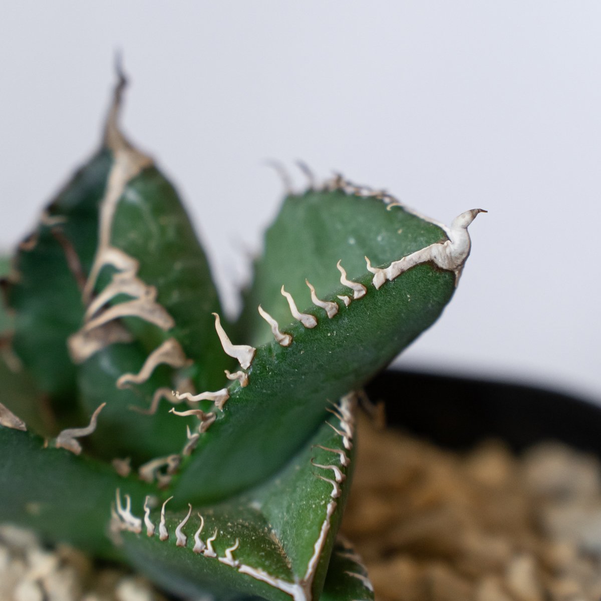 アガベ チタノタ 悪魔くん【発根管理中】TC株 Agave titanota 多肉植物