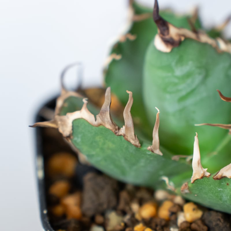 アガベ チタノタ シーザー 美株 OC株 Agave titanota Caesar 多肉植物