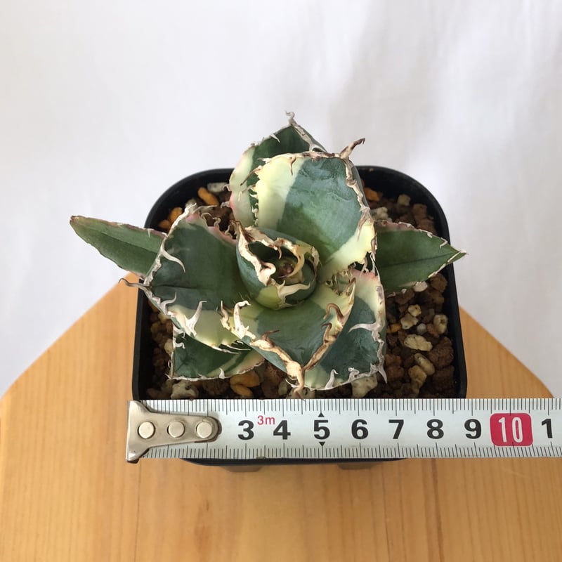 アガベ チタノタ 白鯨 白鯨錦 白覆輪【発根管理中】TC株 Agave