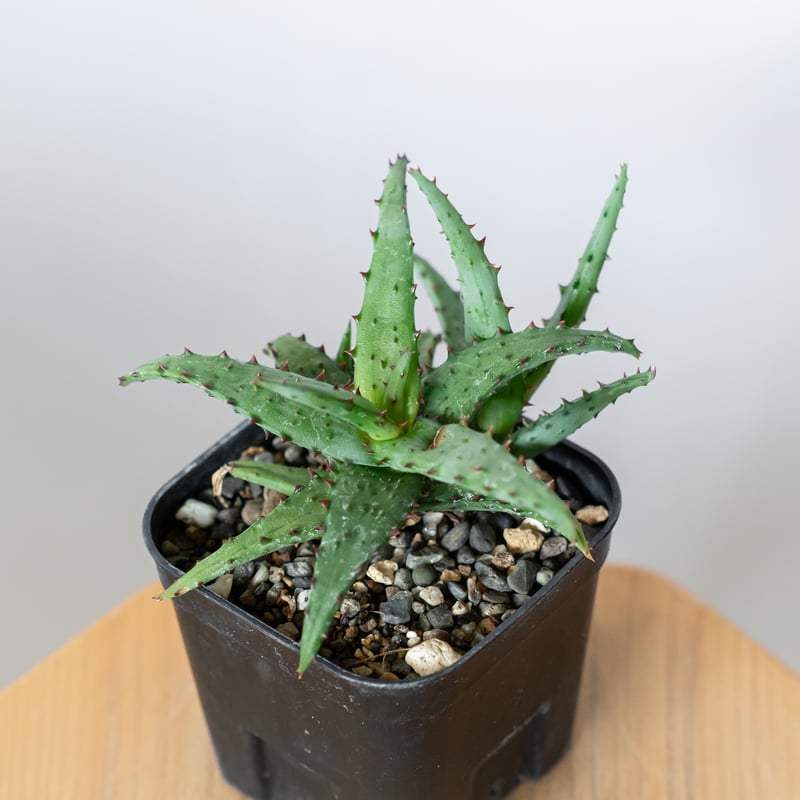 アロエ カスティロニアエ Aloe A.castilloniae 多肉植物 珍奇植物 静岡