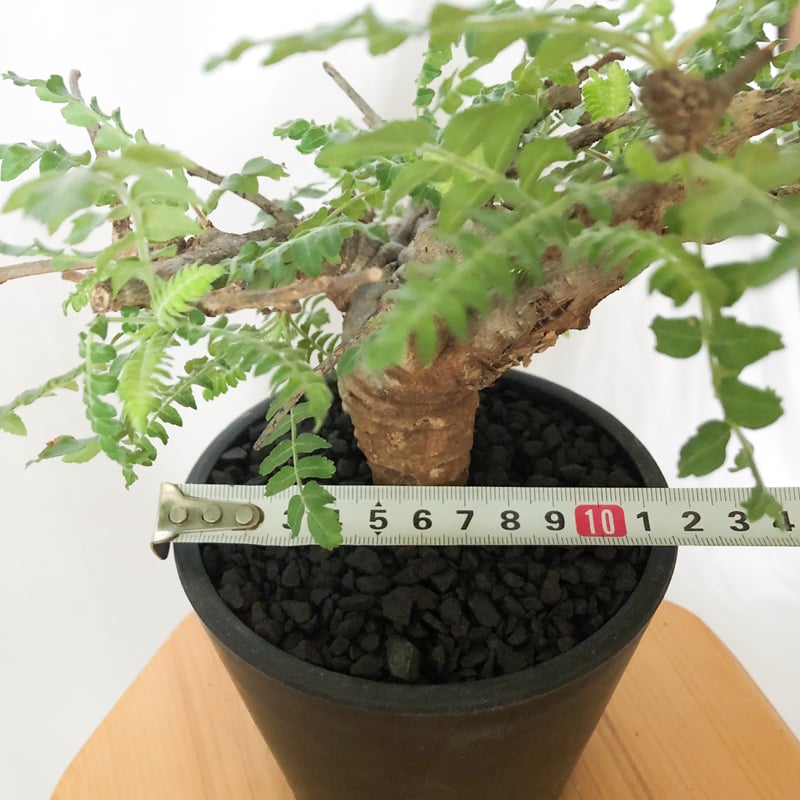 ボスウェリア ネグレクタ Boswellia neglecta 多肉植物 珍奇植物 静岡