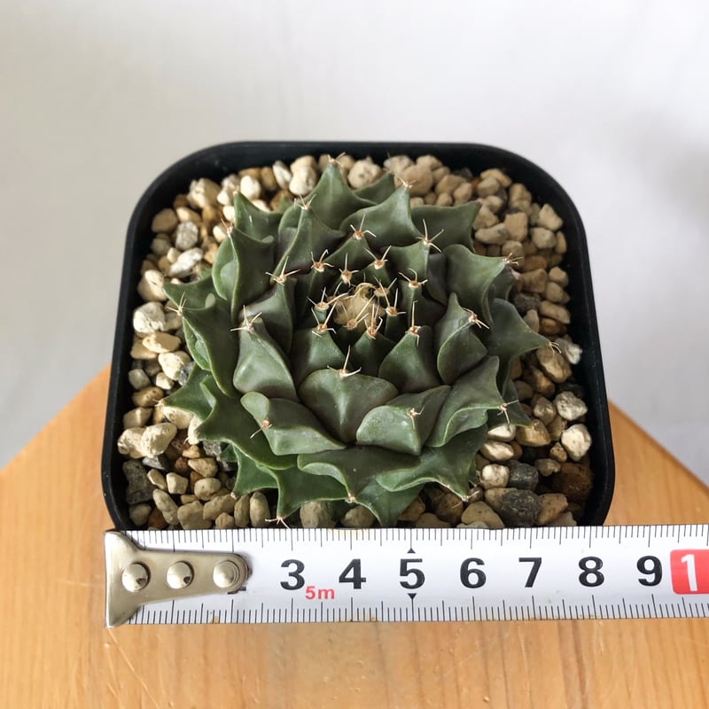 オブレゴニア デニグリー 帝冠 実生 Obregonia denegrii サボテン 多肉