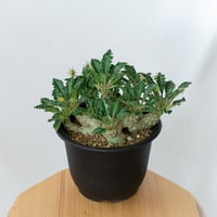 ドルステニア ラブラニー 美株 Dorstenia Dorstenia lavrani 塊根植物 多肉植物 珍奇植物 静岡 ANTIDOTE 通販 S653