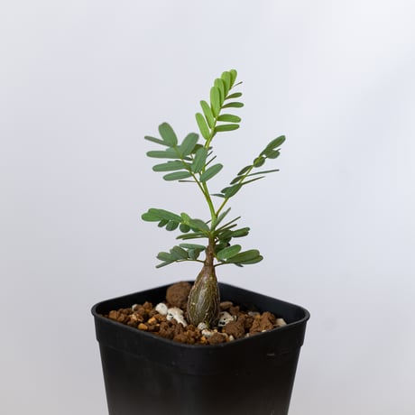 センナ メリディオナリス 実生 Senna Meridionalis 灌木コーデックス 塊根植物 多肉植物 珍奇植物 静岡 ANTIDOTE 通販 S1493