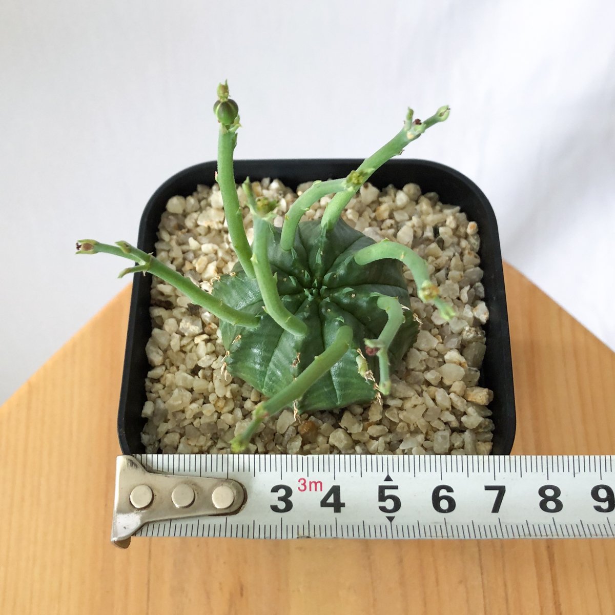 ユーフォルビア　バリダ　実生　パンパンです ユーフォルビア バリダ 実生 パンパンです その他多肉植物