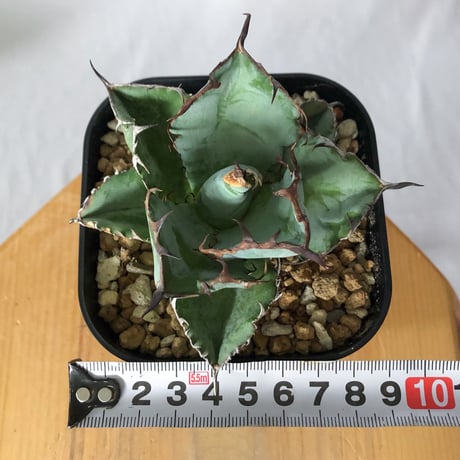 アガベ チタノタ ブラックアンドブルー BB  OC株【発根管理中】Agave titanota Black & Blue 多肉植物 珍奇植物 静岡 ANTIDOTE 通販 S1311