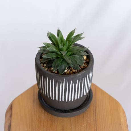 ハオルチア オブツーサ ハイブリッド 鉢セット Haworthia obtusa hybrid 多肉植物 珍奇植物 静岡 ANTIDOTE 通販 S1290
