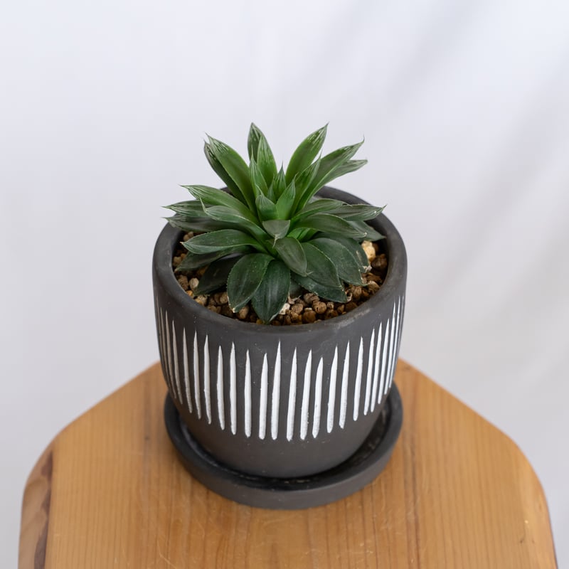 ハオルチア オブツーサ ハイブリッド 鉢セット Haworthia obtusa hybrid