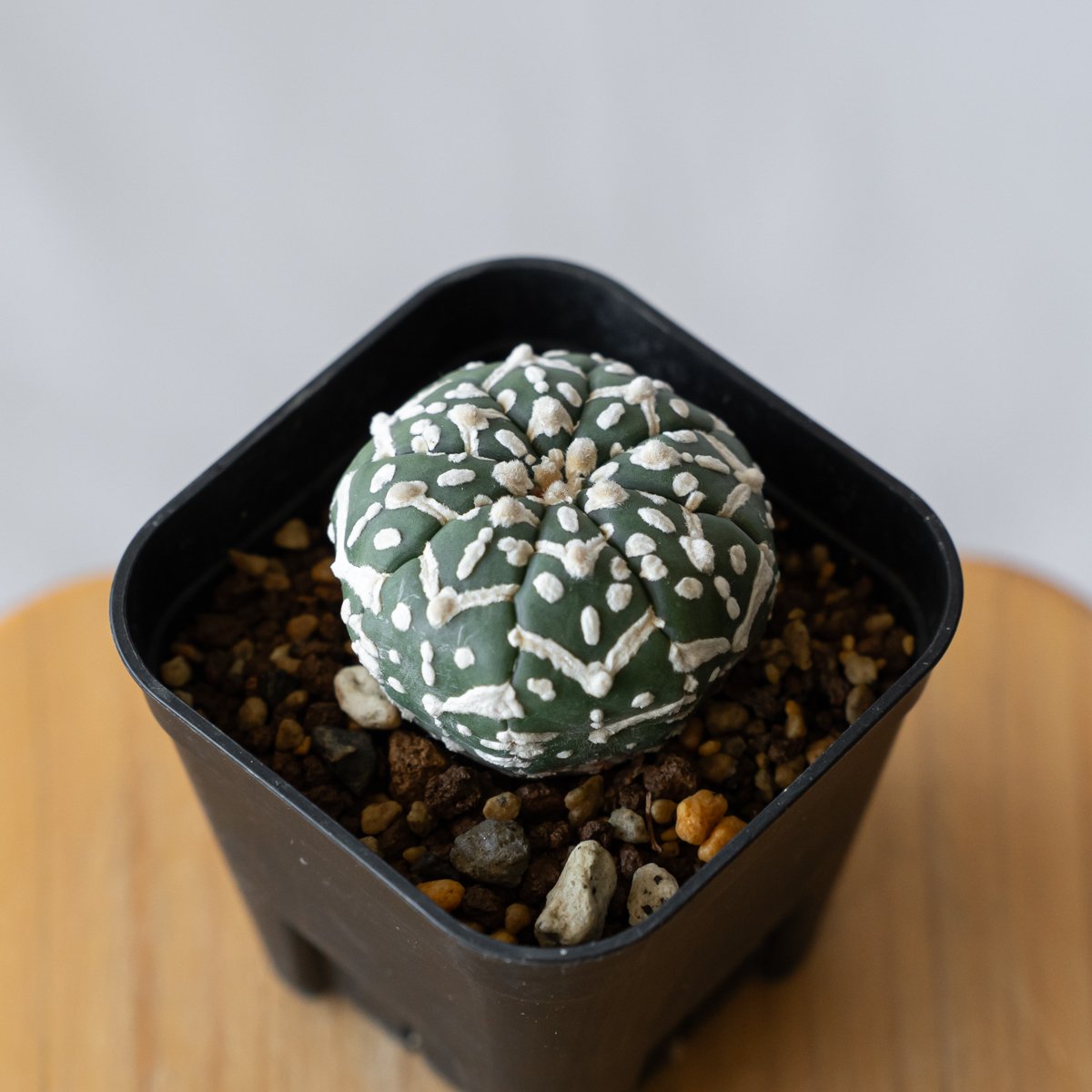 アストロフィツム スーパー兜 Vタイプ アロータイプ 実生 Astrophytum