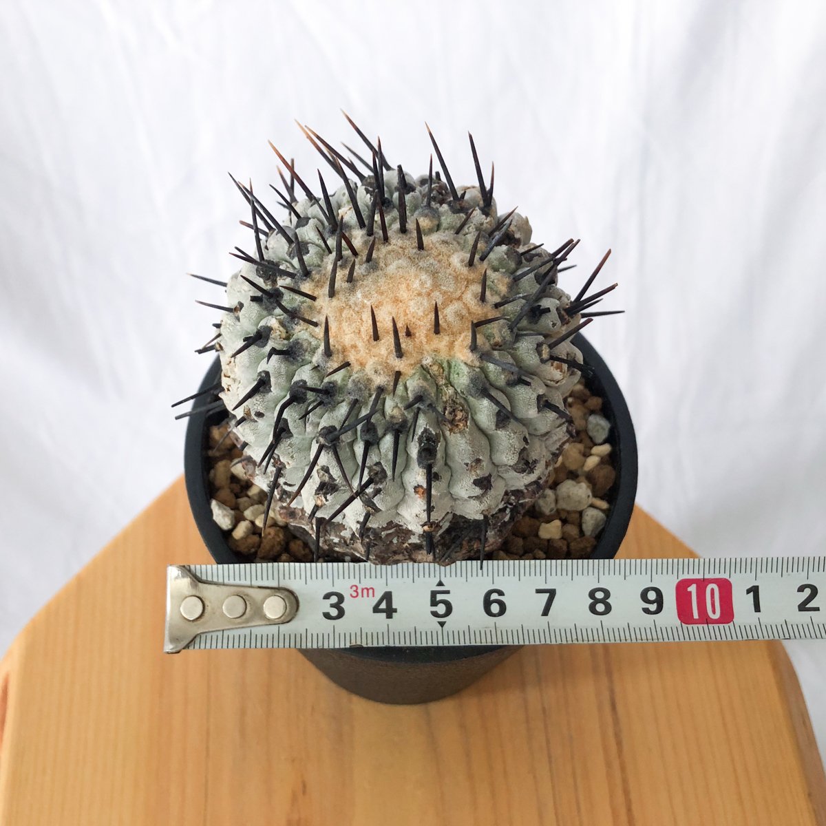 コピアポア 黒王丸 現地株【発根管理中】Copiapoa cinerea