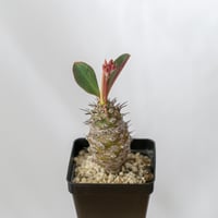 ユーフォルビア パキポディオイデス 美株 Euphorbia pachypodioides 多肉植物 珍奇植物 静岡 ANTIDOTE 通販 S525