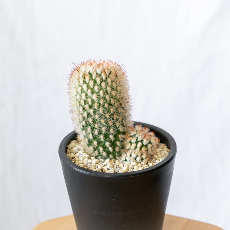 マミラリア 猩々丸 実生 Mammillaria spinosissima サボテン 多肉植物