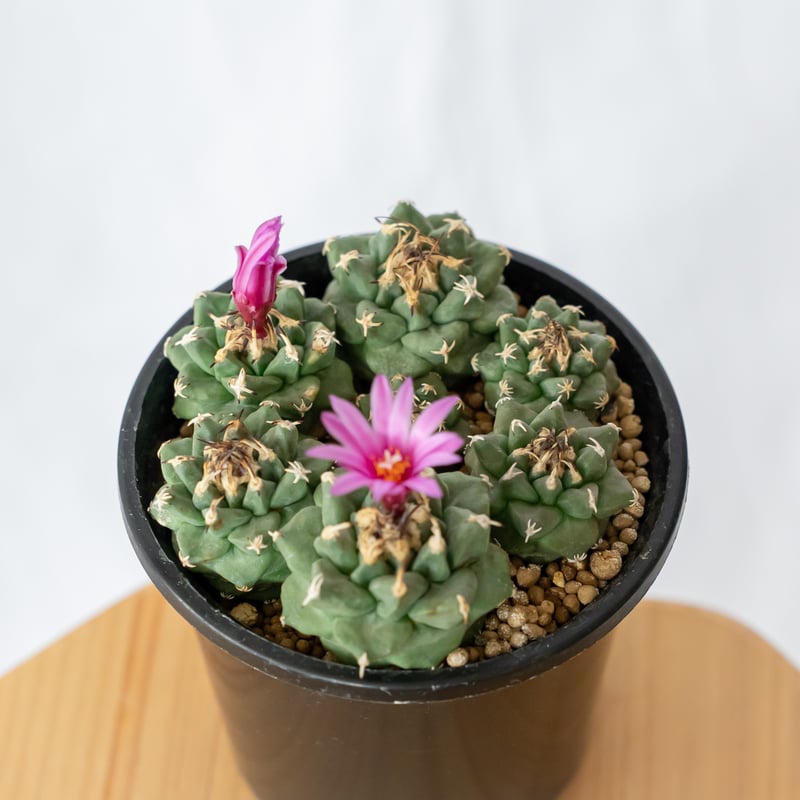 ツルビニカルプス アロンソイ 実生 寄せ植え Turbinicarpus alonsoi