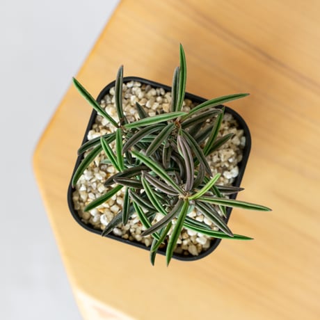 ユーフォルビア キリンドリフォリア トゥビフェラ Euphorbia cylindrifolia var. tubufera 多肉植物 珍奇植物 ANTIDOTE 静岡 通販 S813