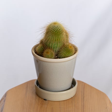 金晃丸 キンコウマル Golden ball cactus サボテン 多肉植物 静岡 ANTIDOTE 通販 S1288