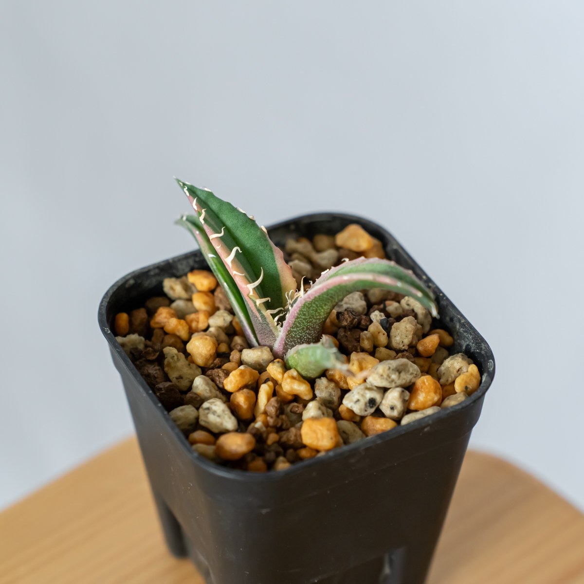 アガベ チタノタ 白鯨 白覆輪 TC株 白鯨錦 Agave titanota White Wh