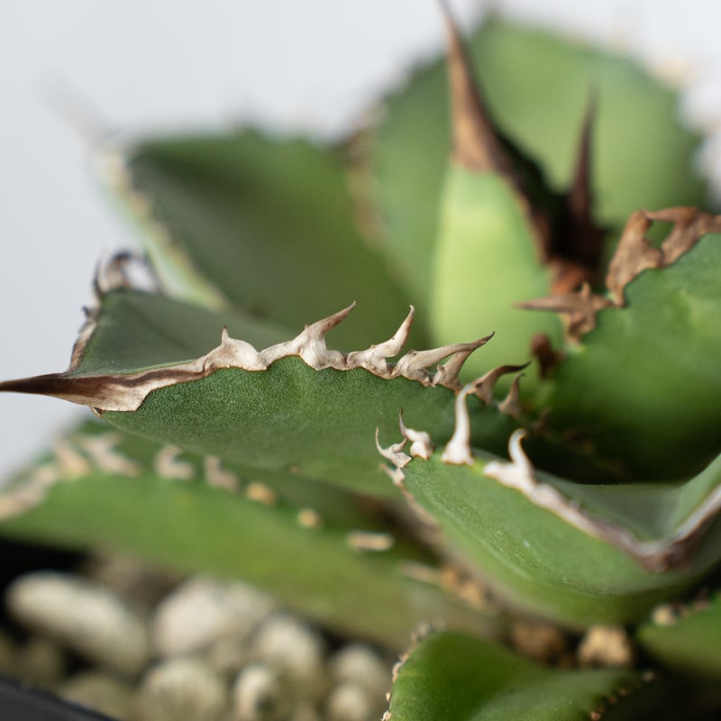 アガベ チタノタ シャークソード agave titaonota 子株出品