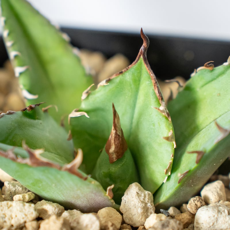 アガベ チタノタ 白犀牛 シロサイ【発根管理中】TC株 Agave