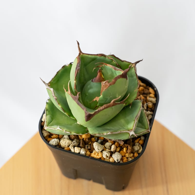 アガベ チタノタ 純血ジャガーノート 美株 OC株【発根管理中