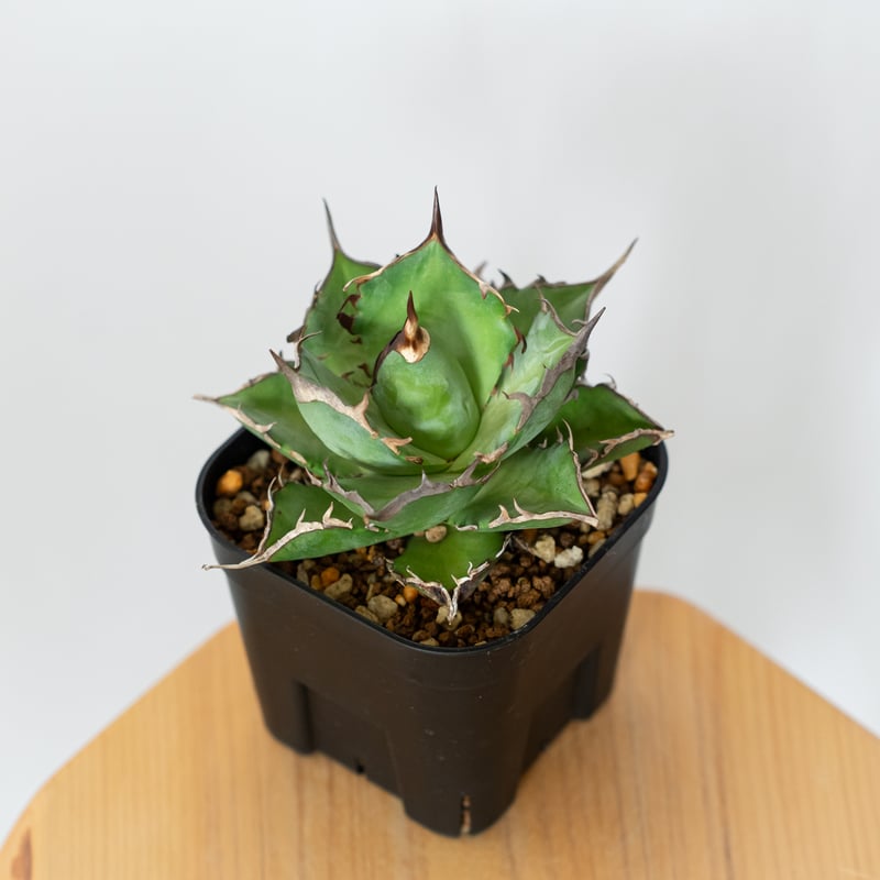 アガベ Agave titanota Hades 134 6.5-8cm Agave Titanota Hades Cactus Succulent Plant Home