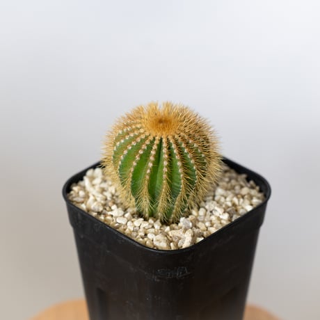 ユーベルマニアペクチニフェラ | STORES