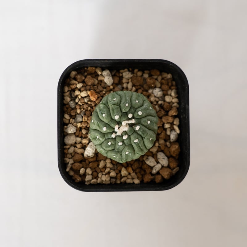 アストロフィツム 亀甲兜 リザードスキン Astrophytum 多肉植物