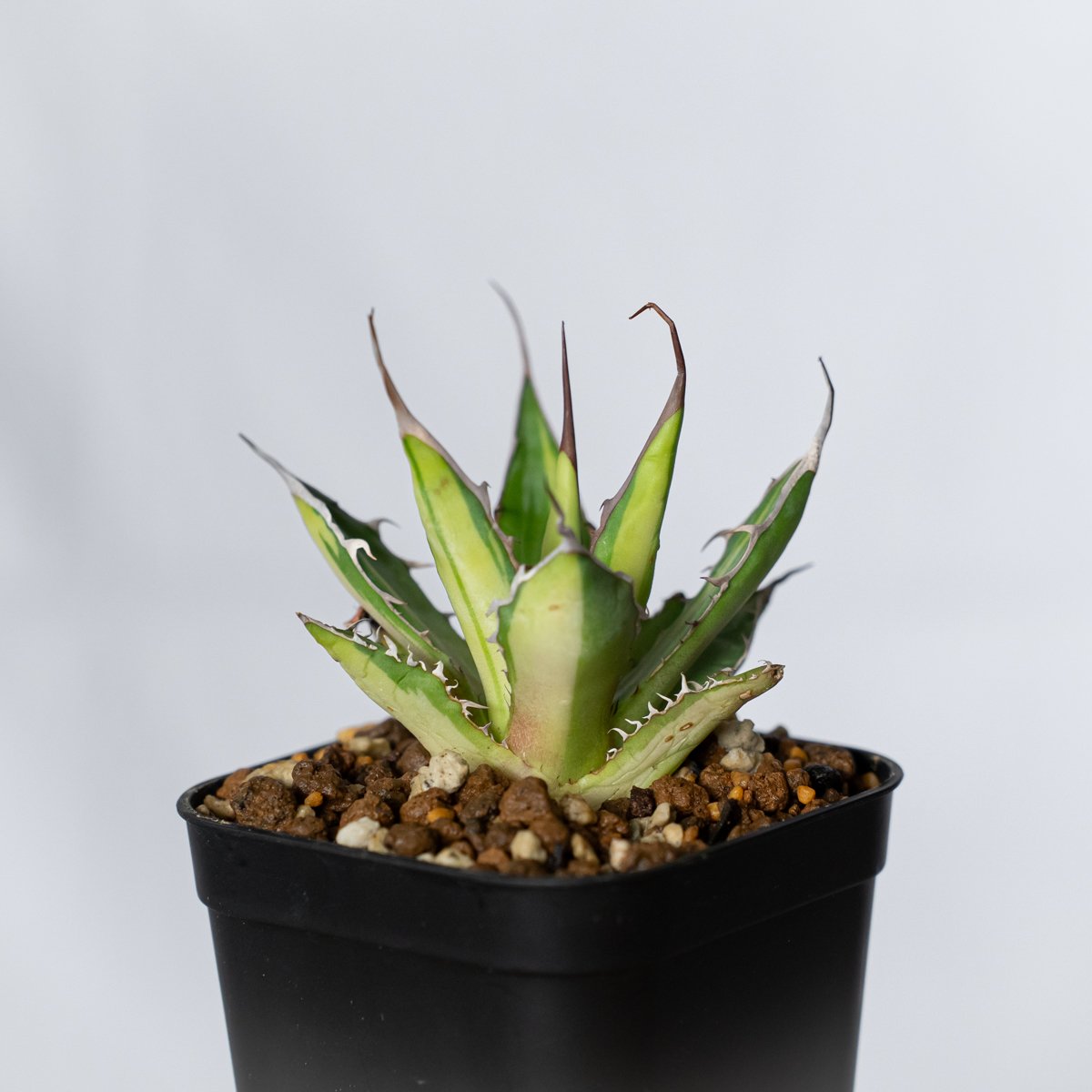 アガベ ホリダ 黄中斑 TC株【発根管理中】斑入り Agave horrida 多肉