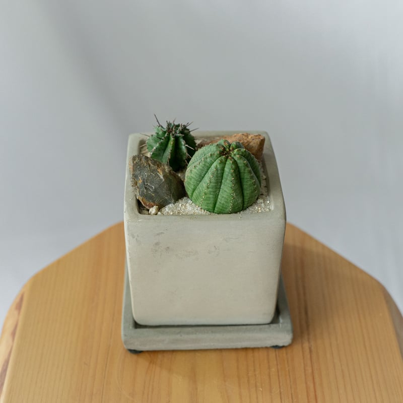 ホリダ＆オベサ ユーフォルビア 多肉植物 寄せ植え 鉢セット 多肉植物