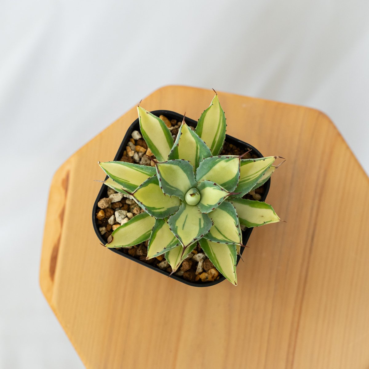 アガベ チタノタ 吉祥冠錦 OC株【発根管理中】斑入り Agave potatorum