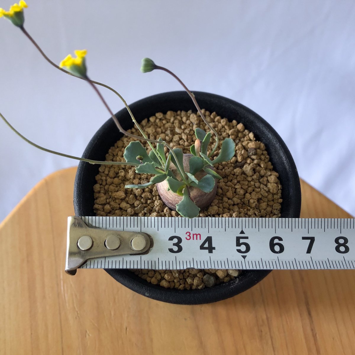 オトンナ カカリオイデス Othonna cacalioides 塊根植物 コーデックス