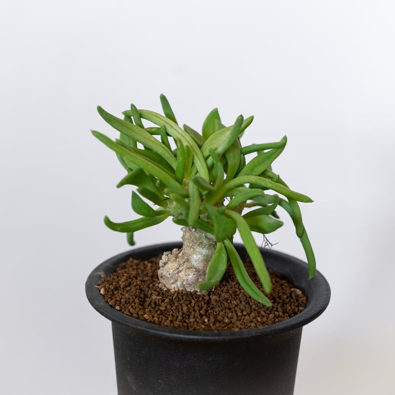 万物想 チレコドン レティキュラーツス 実生 Tylecodon reticulatus