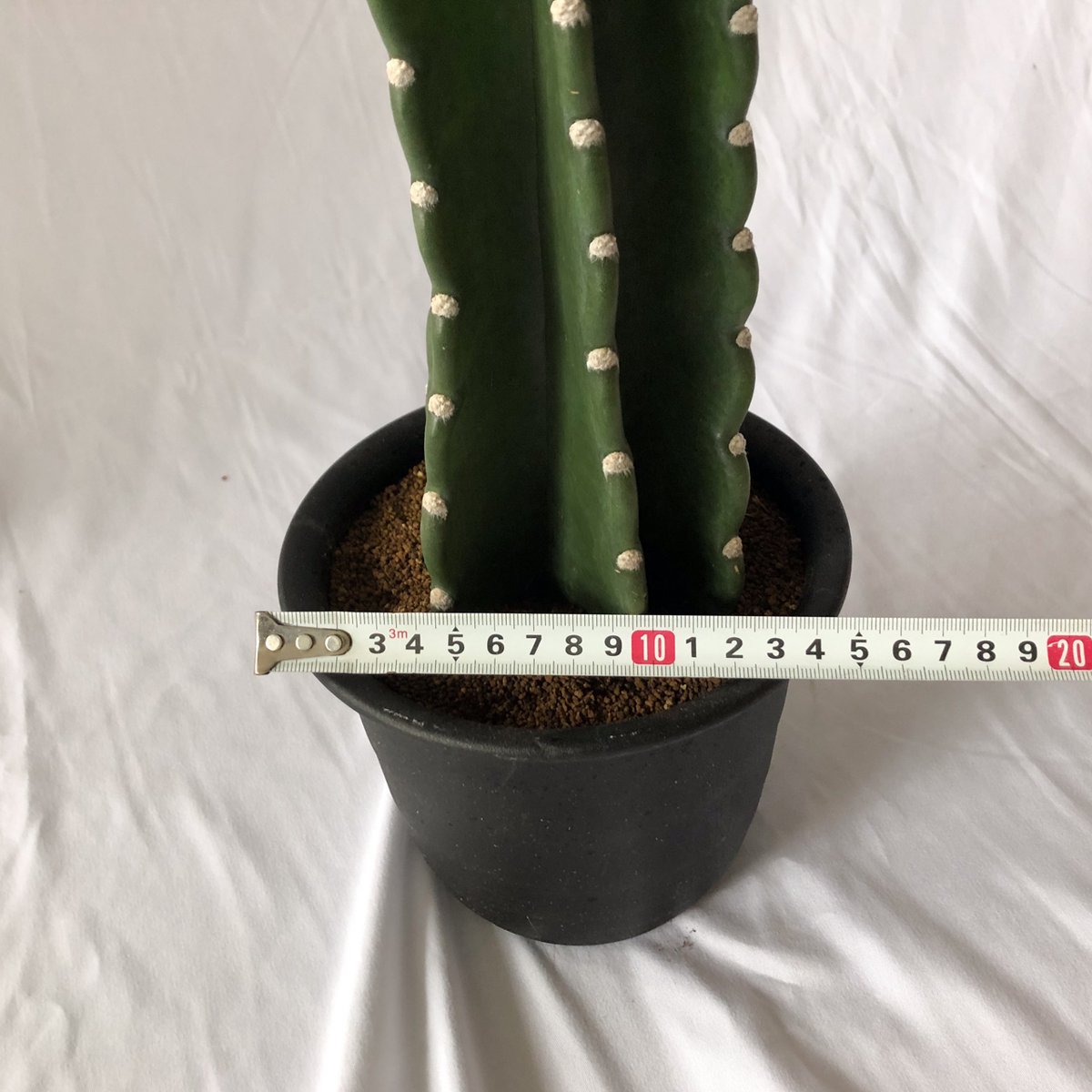 トゲナシ キメンカク 鬼面角 柱サボテン サボテン 多肉植物 珍奇植物