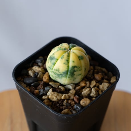 アストロフィツム 瑠璃兜錦 実生 Astrophytum asterias nudum variegata 多肉植物 サボテン 珍奇植物 静岡 ANTIDOTE 通販 S747