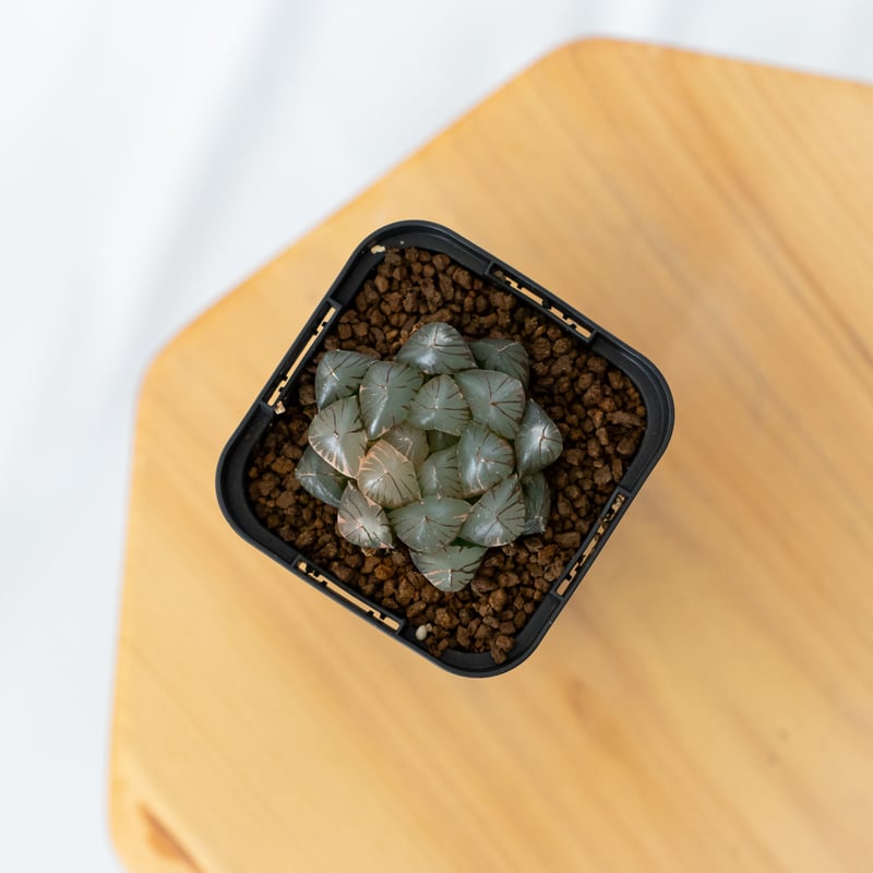 ハオルチア ブラックオブツーサ錦 Haworthia obtusa Black 多肉
