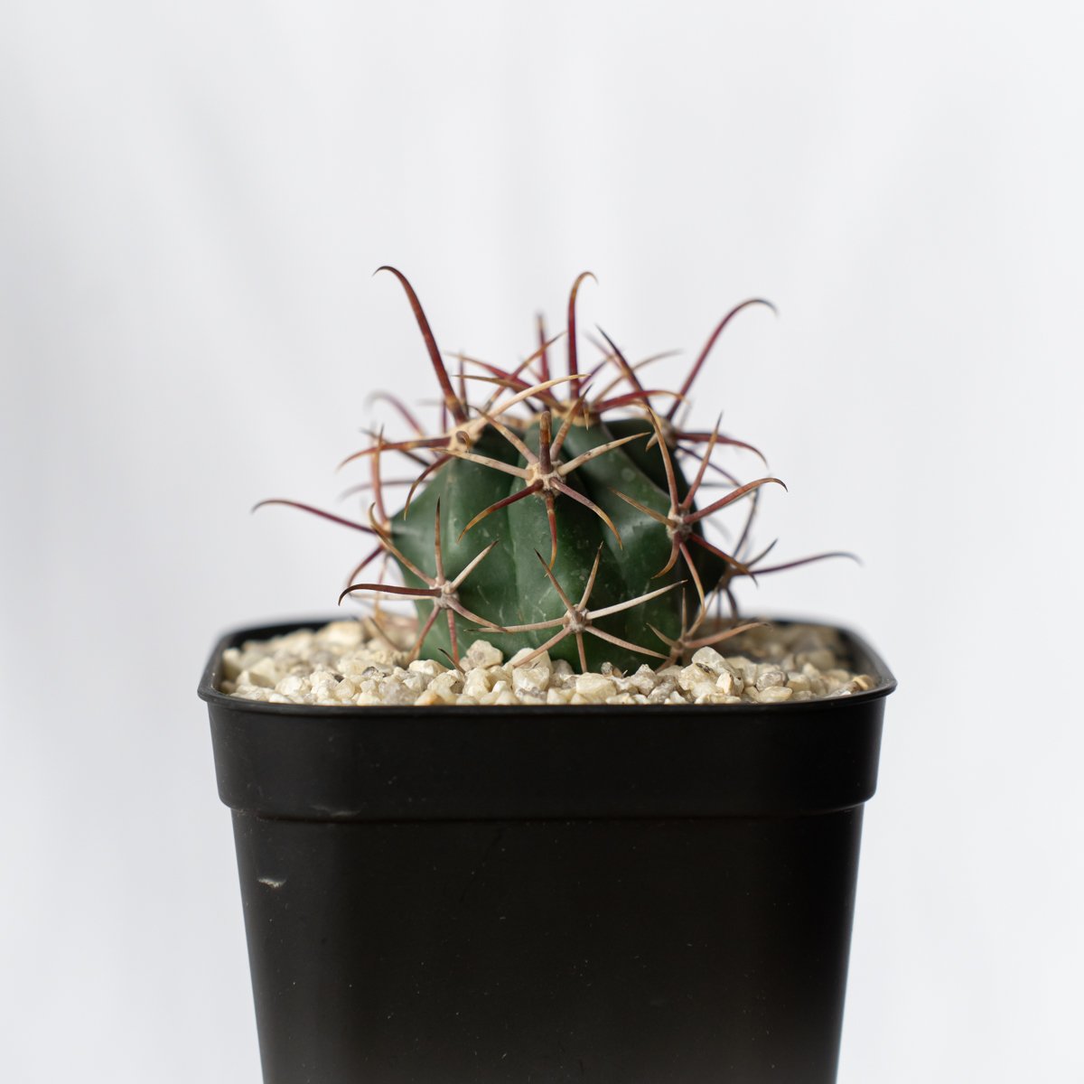 フェロカクタス 神仙玉 実生 美株 Ferocactus coloratus サボテン 多肉