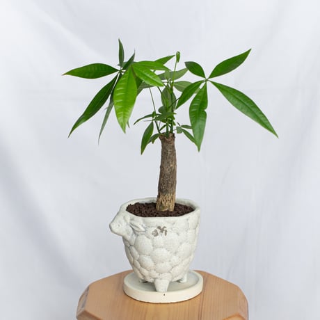 パキラ 鉢セット Pachira Guiana Chestnut 観葉植物 インテリアグリーン 静岡 ANTIDOTE 通販 S1046