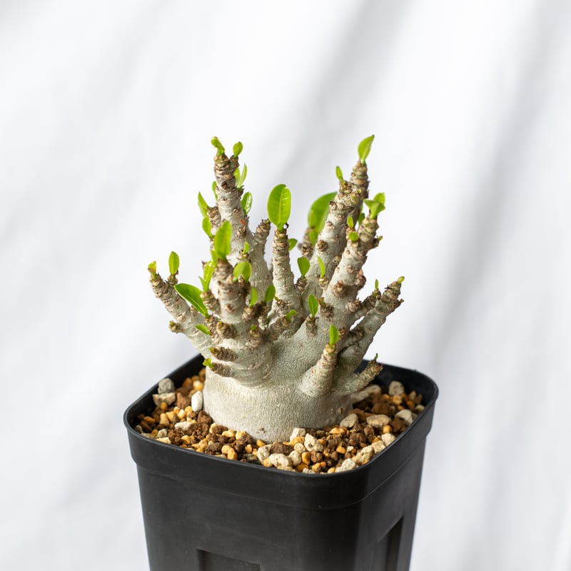 アデニウム アラビカム ブラックスキン【発根管理中】Adenium Arabicum