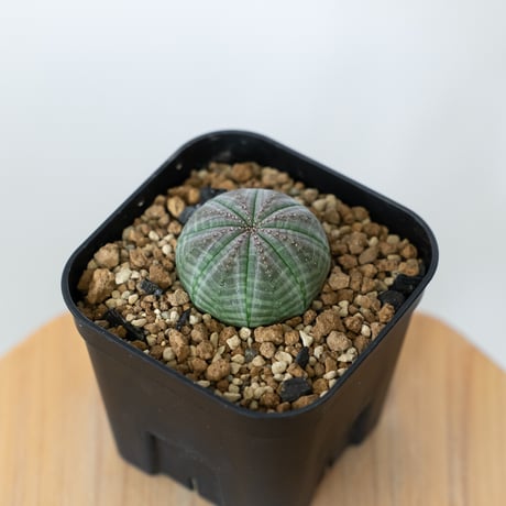 ユーフォルビア 螺旋ゼブラホリダ！！激選抜 保存株 ユーフォルビア