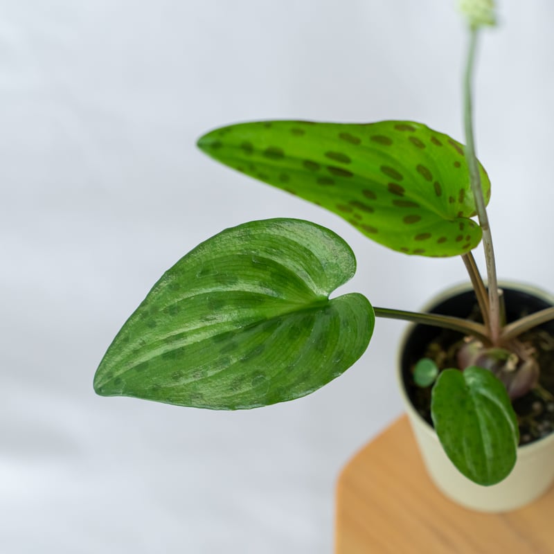 その他観葉植物 moomooo fraxinus-griffithii-564_1.jpg?