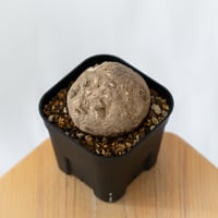 ステファニア エレクタ 実生【発根管理中】Stephania erecta 塊根植物 コーデックス 多肉植物 珍奇植物 静岡 ANTIDOTE 通販 S1411