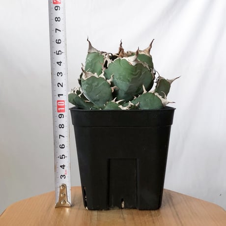 アガベ チタノタ 魔丸 OC株【発根管理中】agave titanota imps 多肉植物 珍奇植物 ANTIDOTE 静岡 通販 S1442