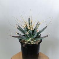 レウクテンベルギア 晃山 実生 Leuchtenbergia principis サボテン 多肉植物 珍奇植物 静岡 ANTIDOTE 通販 S1470