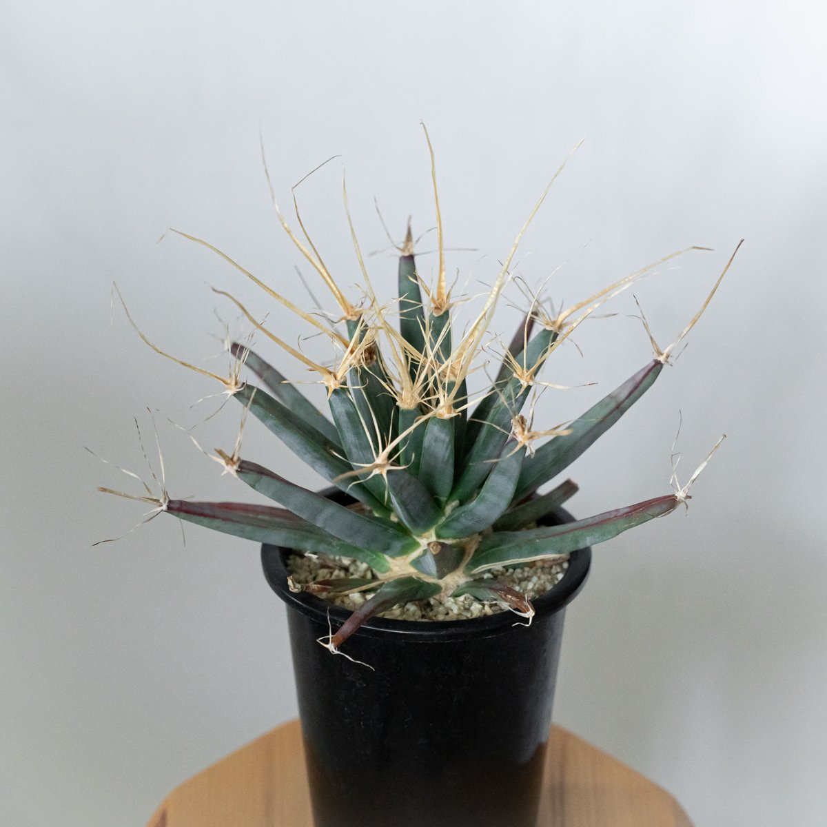 レウクテンベルギア 晃山 実生 Leuchtenbergia principis サボテン 多
