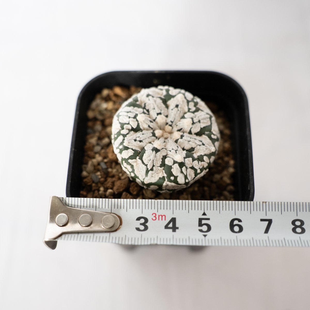 アストロフィツム スーパー兜 Vタイプ アロータイプ Astrophytum 多肉