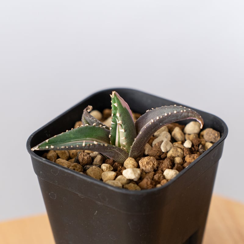 アガベ チタノタ 狼人 白中斑 【発根管理中】Agave titanota
