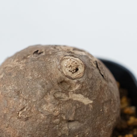 ステファニア エレクタ 実生【発根管理中】Stephania erecta 塊根植物 コーデックス 多肉植物 珍奇植物 静岡 ANTIDOTE 通販 S1413