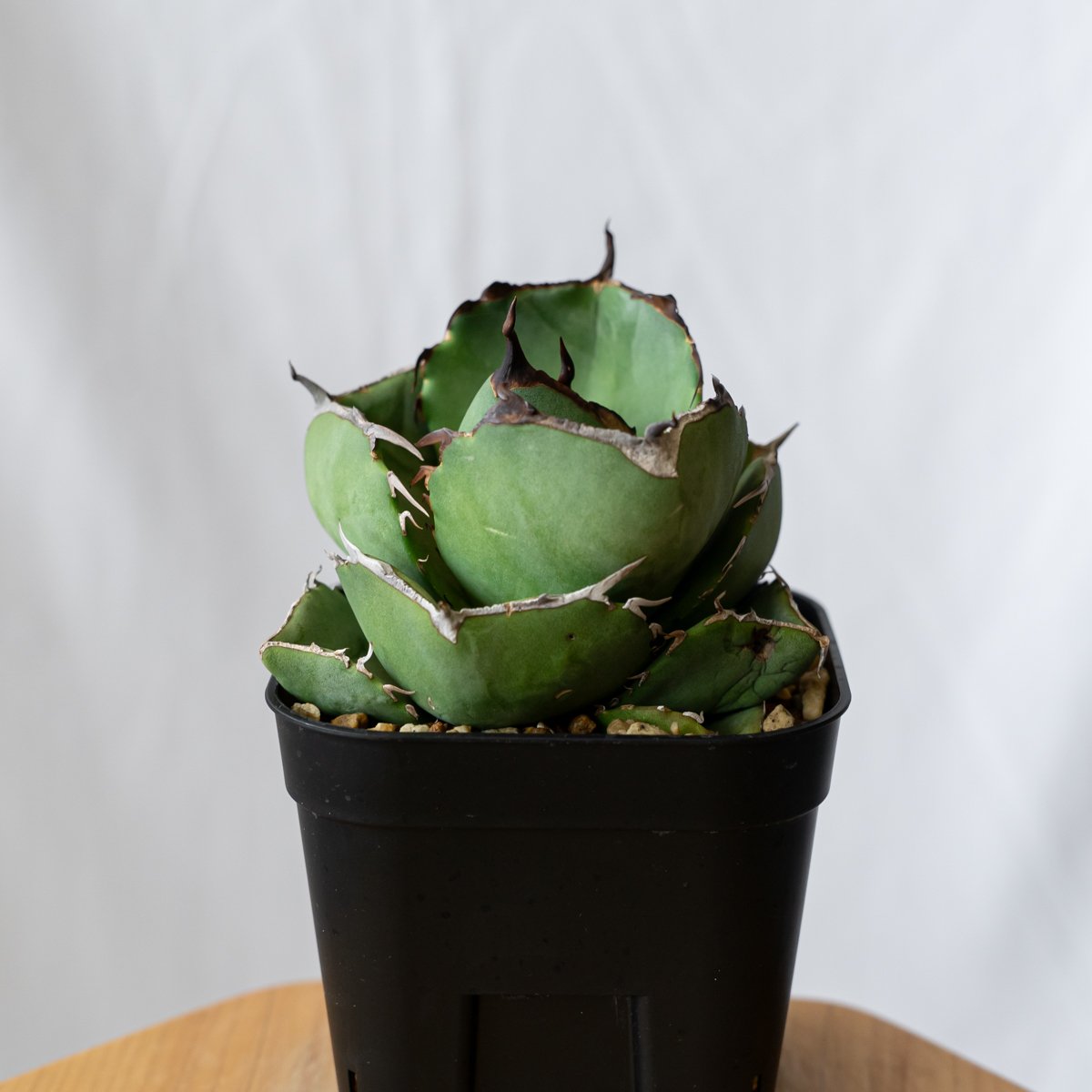 アガベ チタノタ 純血ジャガーノート OC株 Agave titanota Juggernau